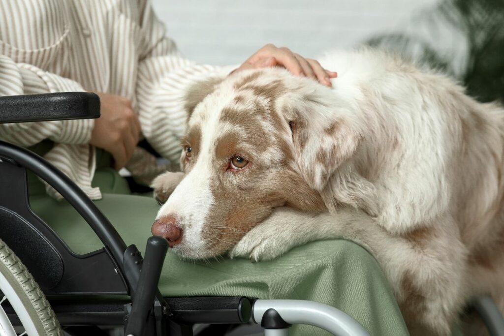 Personne en fauteuil roulant durant une séance de zoothérapie