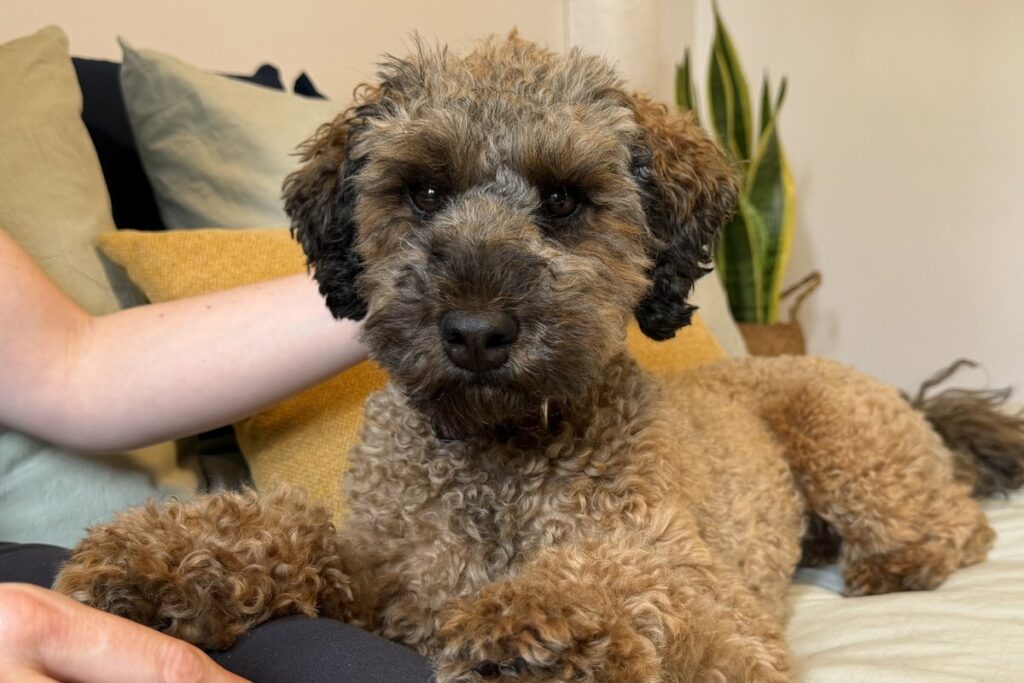 Portrait de Juliette, chienne caniche partenaire d'intervention en zoothérapie, dans un cadre chaleureux à domicile.