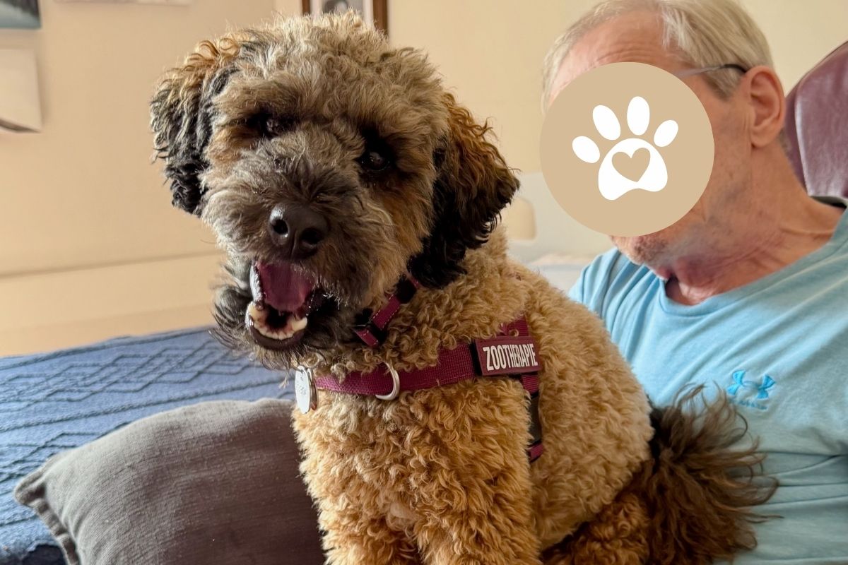 Portrait de Juliette, chienne caniche partenaire d'intervention en zoothérapie, dans une chambre en CHSLD